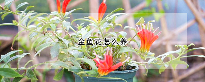 金魚(yú)花怎么養(yǎng)