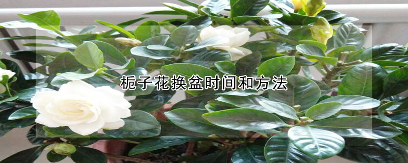 梔子花換盆時間和方法