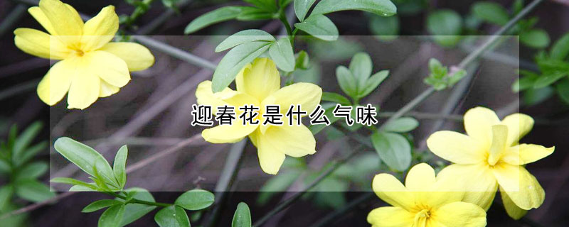 迎春花是什么氣味