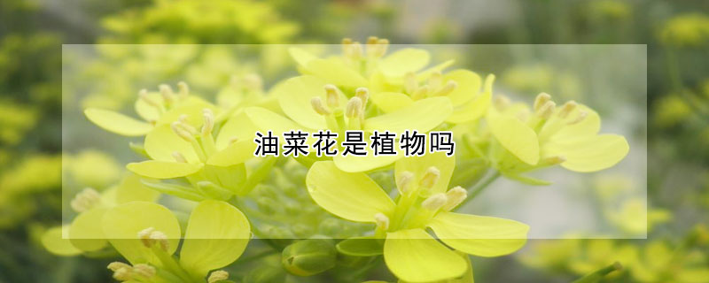 油菜花是植物嗎