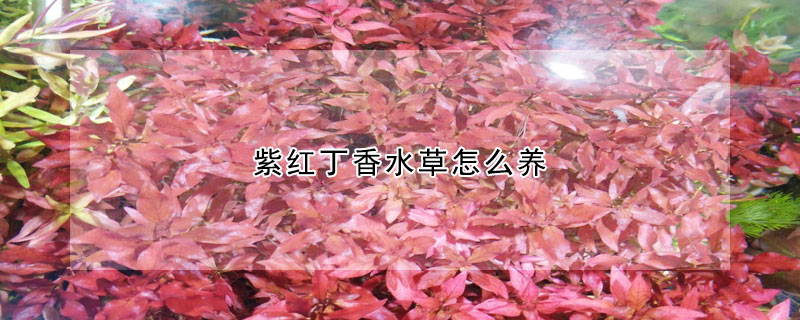 紫紅丁香水草怎么養