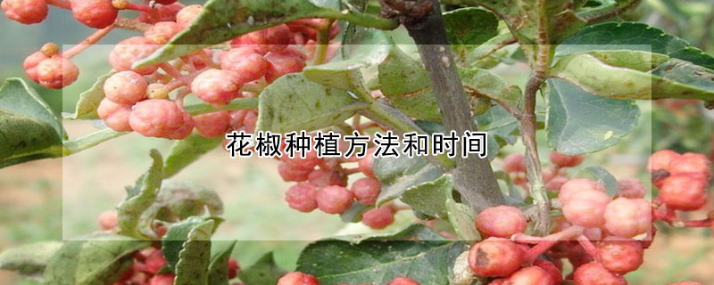 花椒種植方法和時間