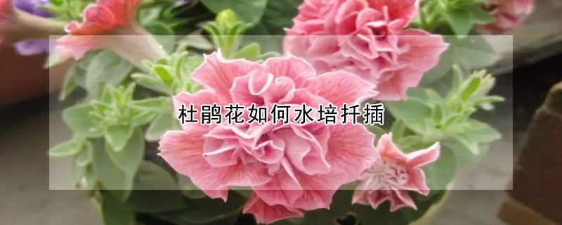 杜鵑花如何水培扦插