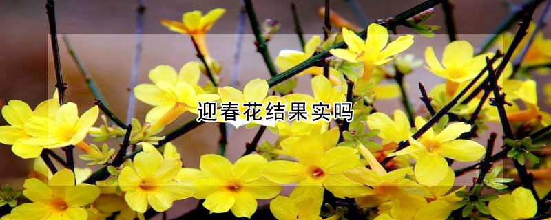 迎春花結果實嗎