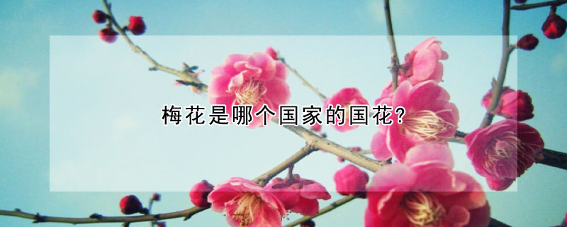 梅花是哪個(gè)國家的國花?