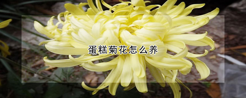 蛋糕菊花怎么養