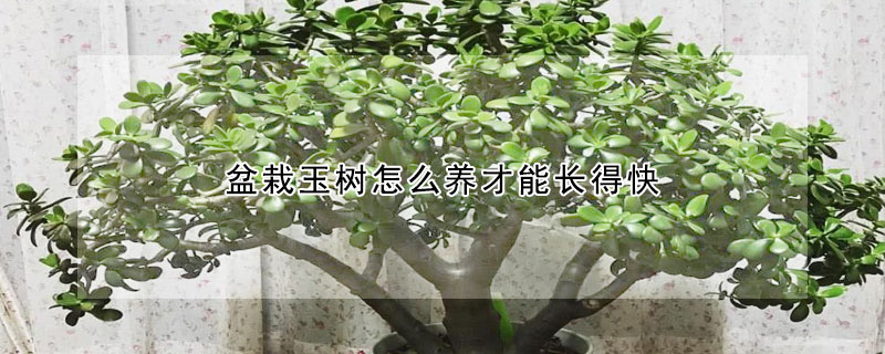 盆栽玉樹怎么養(yǎng)才能長得快