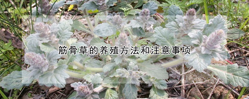 筋骨草的養殖方法和注意事項