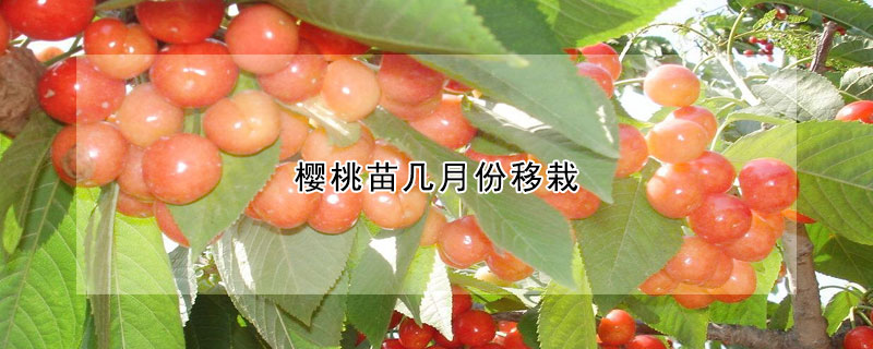 櫻桃苗幾月份移栽