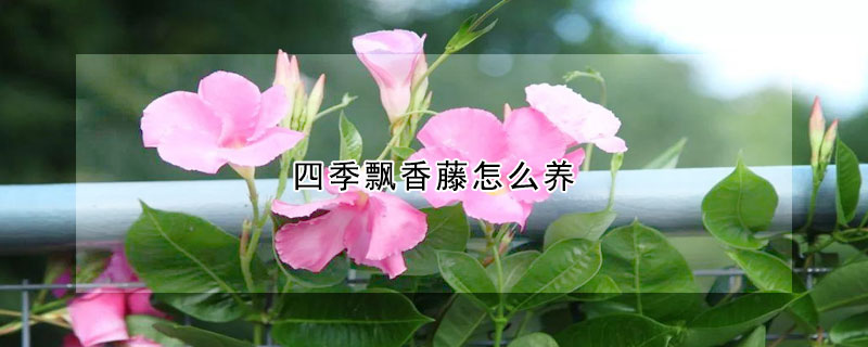 四季飄香藤怎么養(yǎng)