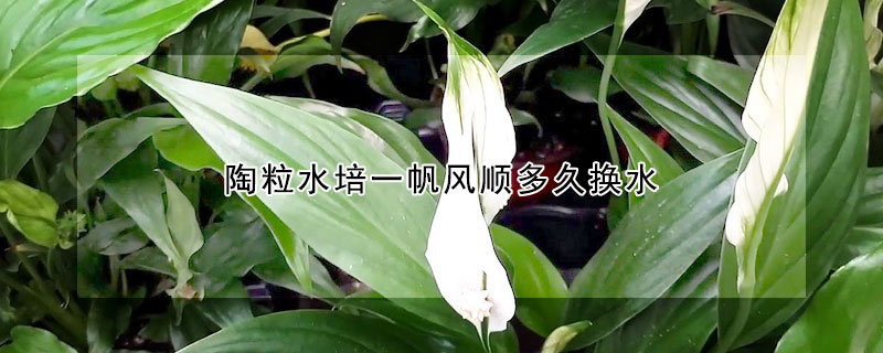 陶粒水培一帆風(fēng)順多久換水