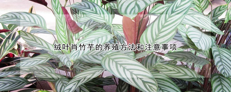 絨葉肖竹芋的養殖方法和注意事項