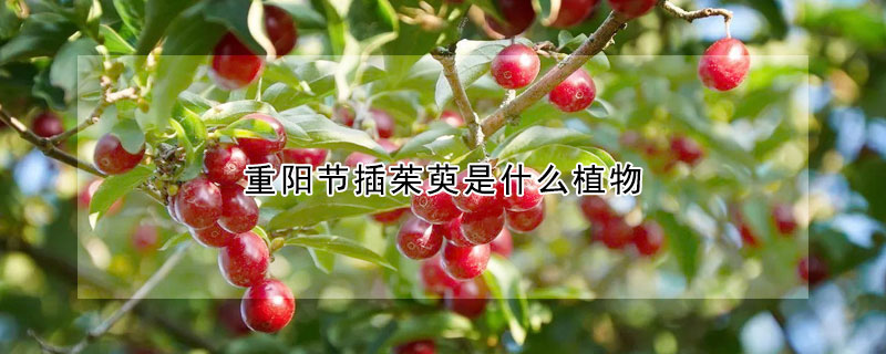 重陽節插茱萸是什么植物