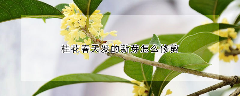 桂花春天發(fā)的新芽怎么修剪