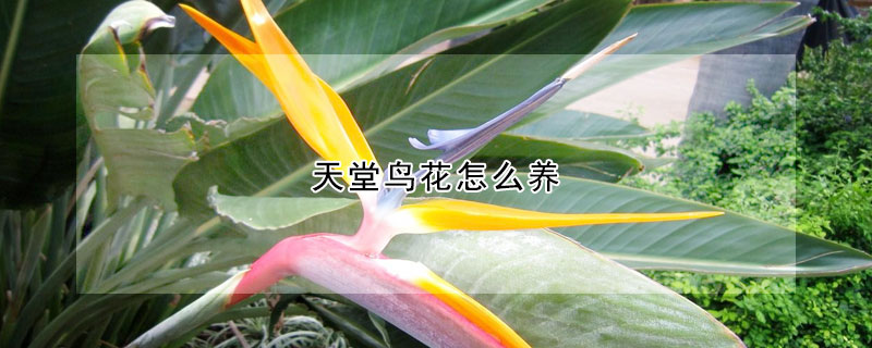 天堂鳥花怎么養