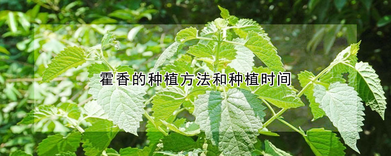 霍香的種植方法和種植時間