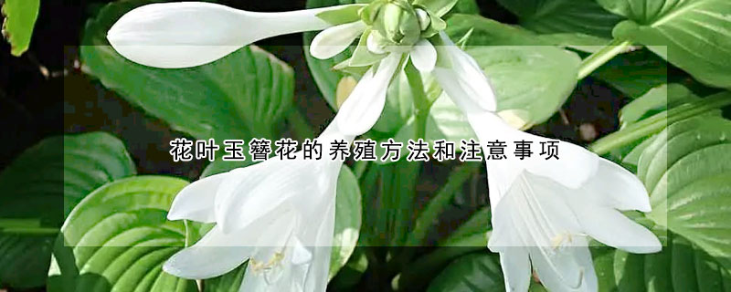 花葉玉簪花的養(yǎng)殖方法和注意事項(xiàng)