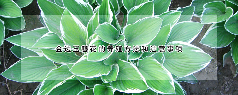 金邊玉簪花的養(yǎng)殖方法和注意事項(xiàng)