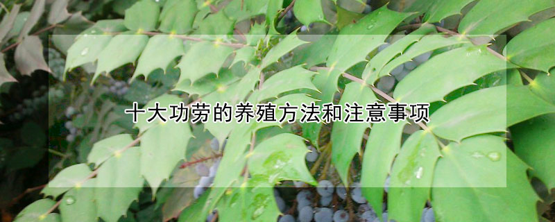 十大功勞的養(yǎng)殖方法和注意事項