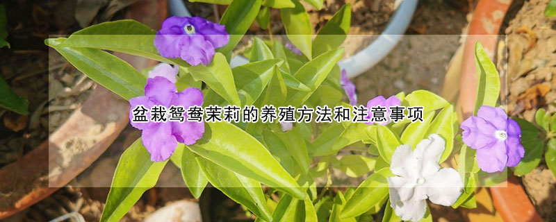 盆栽鴛鴦茉莉的養殖方法和注意事項