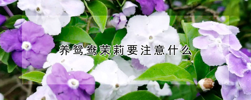 養(yǎng)鴛鴦茉莉要注意什么