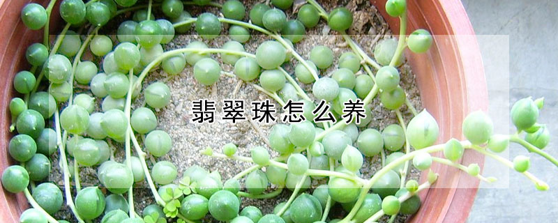 翡翠珠怎么養(yǎng)