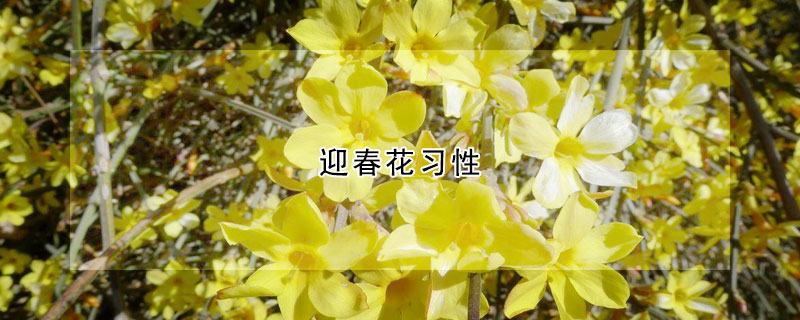 迎春花習性