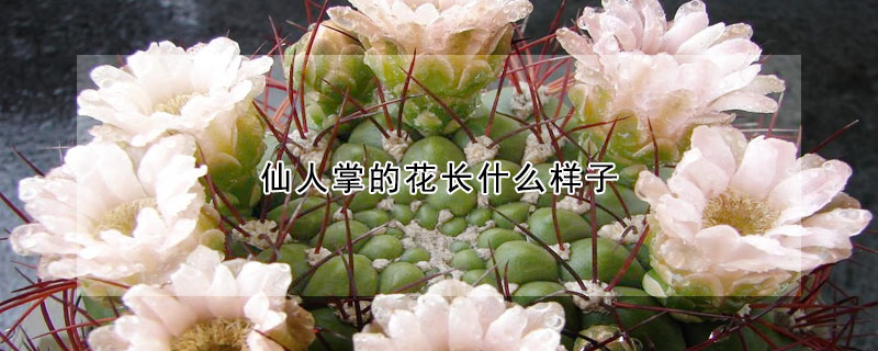 仙人掌的花長什么樣子