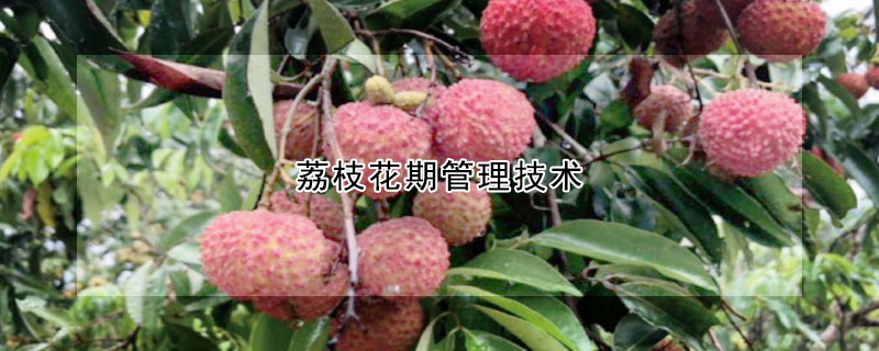 荔枝花期管理技術(shù)