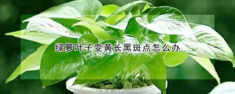 綠籮葉子變黃長黑斑點怎么辦