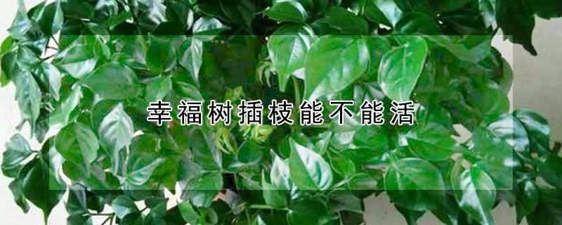 幸福樹(shù)插枝能不能活