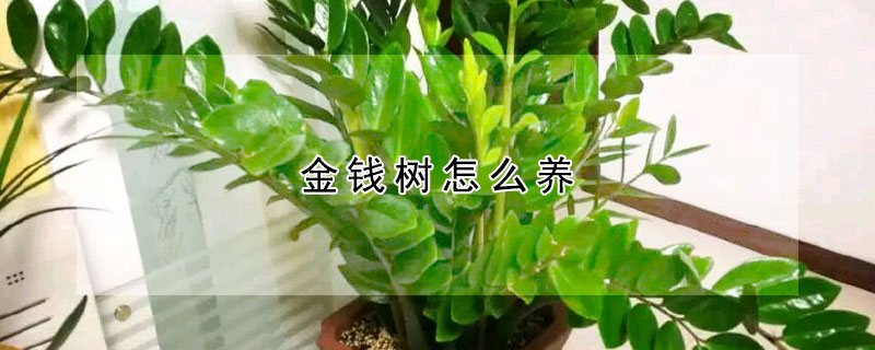 金錢樹怎么養(yǎng)