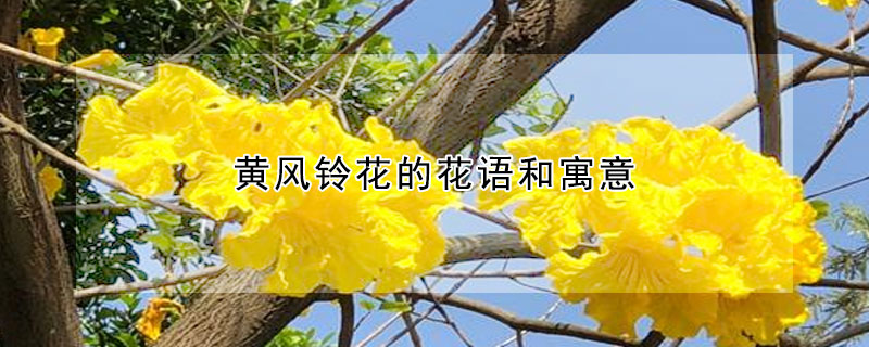 黃風(fēng)鈴花的花語(yǔ)和寓意