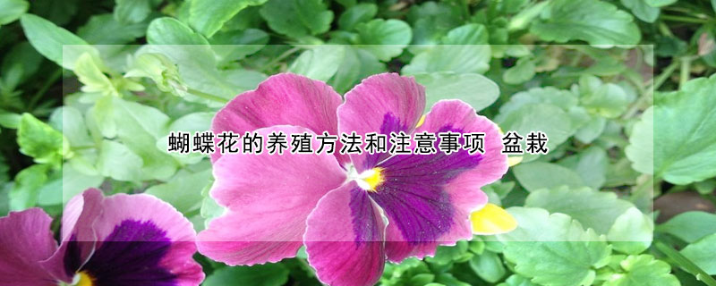 蝴蝶花的養(yǎng)殖方法和注意事項 盆栽