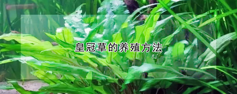 皇冠草的養殖方法