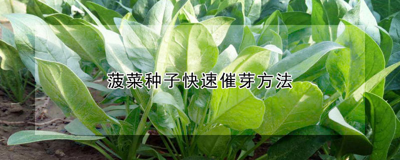 菠菜種子快速催芽方法