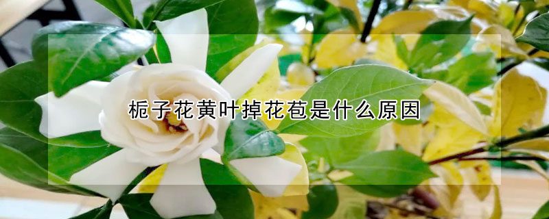 梔子花黃葉掉花苞是什么原因