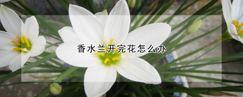 香水蘭開完花怎么辦