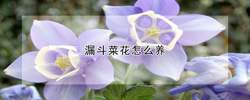 漏斗菜花怎么養