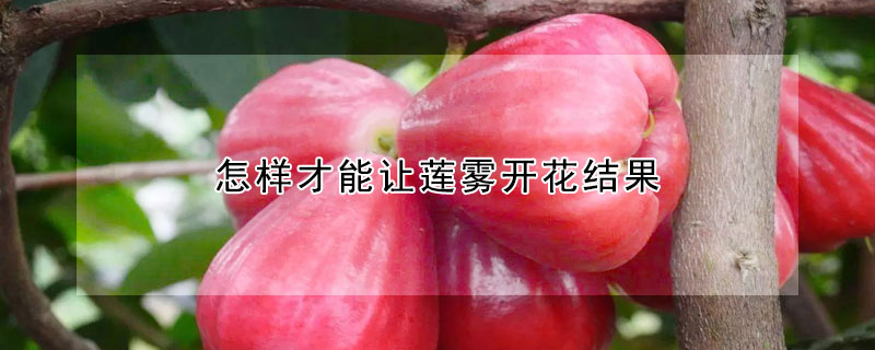 怎樣才能讓蓮霧開花結(jié)果