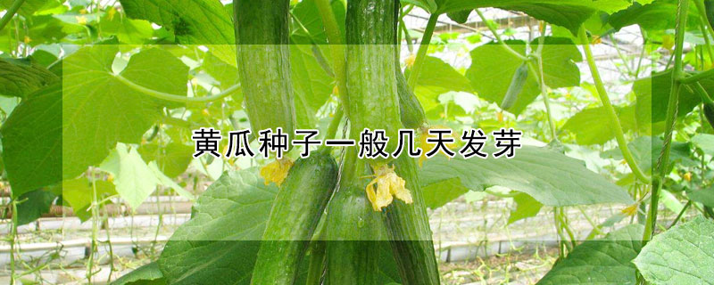 黃瓜種子一般幾天發(fā)芽