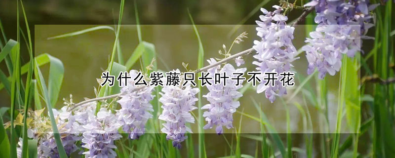 為什么紫藤只長(zhǎng)葉子不開(kāi)花