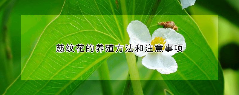 慈紋花的養(yǎng)殖方法和注意事項(xiàng)