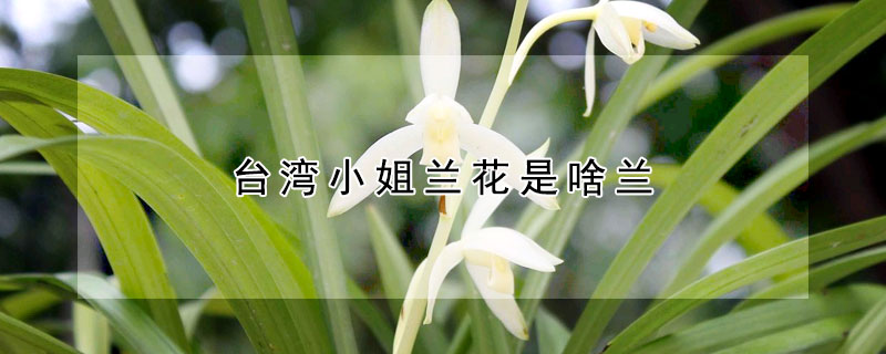 臺灣小姐蘭花是啥蘭