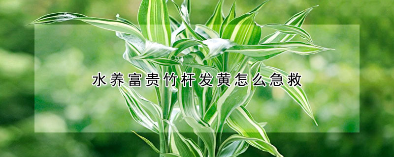 水養(yǎng)富貴竹桿發(fā)黃怎么急救