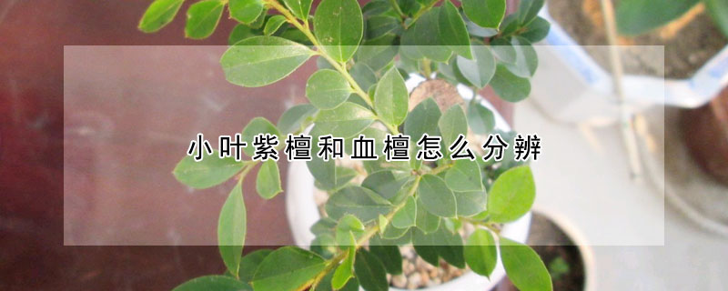 小葉紫檀和血檀怎么分辨