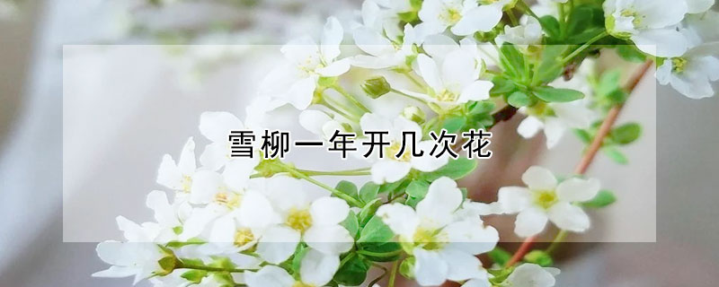 雪柳一年開幾次花