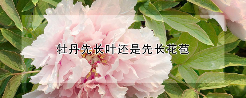 牡丹先長葉還是先長花苞