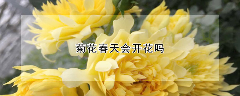 菊花春天會開花嗎