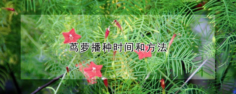 蔦蘿播種時(shí)間和方法